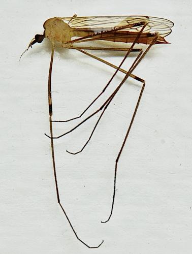 Réf. 340 575 : Limonia phragmitidis